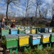 Ajutoare de 50 de milioane de lei pentru apicultorii afectați de vremea rea