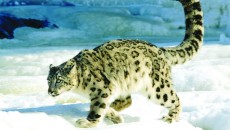 leopardul-zapezilor PAG