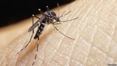 Virusul Zika este purtat de țânțari (Foto: Curierul Național)