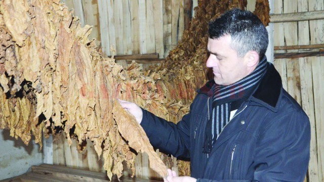 Cultivarea tutunului începe să recâștige teren în Mârșani (Foto: Claudiu Tudor)