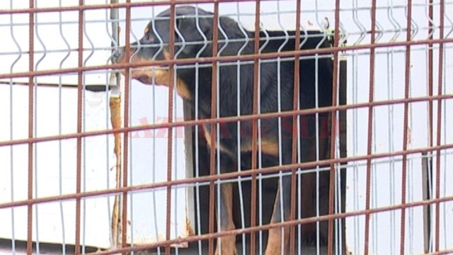 Rottweilerul Marinelei Uncheșelu riscă să fie eutanasiat deoarece aceasta nu poate dovedi  că este proprietarul lui