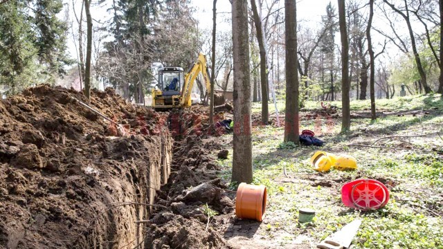 Potrivit specialiştilor, copacii sunt afectaţi de lucrările din jurul lor (Foto: GdS)
