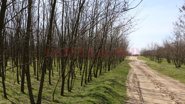 Pentru pregătirea mecanizată a terenului și a solului în suprafețele din fond forestier din Dolj de pe care s-a recoltat masa lemnoasă, Romsilva va plăti 10 milioane de lei