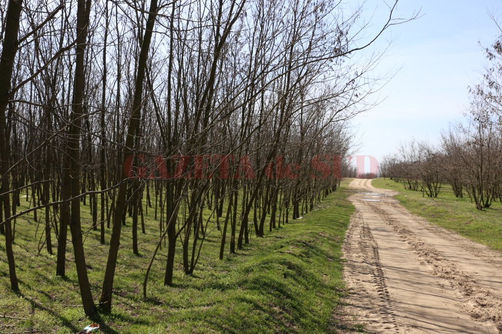 Pentru pregătirea mecanizată a terenului și a solului în suprafețele din fond forestier din Dolj de pe care s-a recoltat masa lemnoasă, Romsilva va plăti 10 milioane de lei