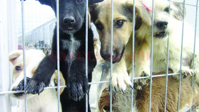 Zeci de câini lăsați să sufere de foame și de boli