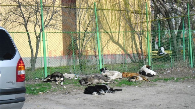 Zeci de câini fără stăpâni, strânși de Salubritate  Craiova în zona unde un copil de 4 ani a murit mușcat de maidanezi