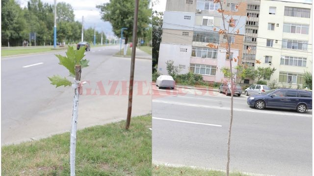 Unii dintre copacii din speciile frasin, stejar roșu și platan plantați anul trecut pe străzile Craiovei au fost rupți, iar alții s-au uscat (FOTO: Claudiu Tudor)