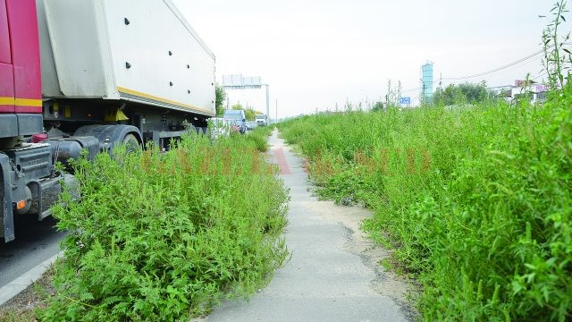 Spațiile verzi neîntreținute și pistele de bicicliști semnalizate defectuos, două dintre problemele depistate de ADR Oltenia la reabilitarea străzii Râului (FOTO: Claudiu Tudor)