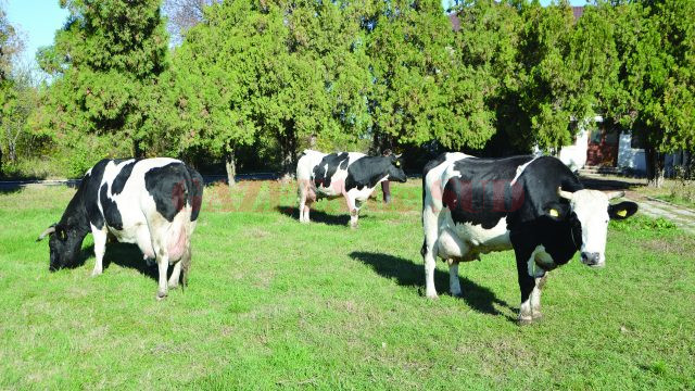Vacile de la Şimnic, uzină de lapte (Foto: Claudiu Tudor)