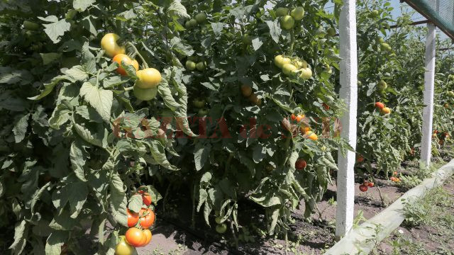 Legumicultorii pot obţine bani de la Uniunea Europeană pentru legumele cultivate în solar