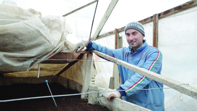 Alin Șalău, cel mai mare producător de răsaduri din Dăbuleni (Foto: Bogdan Grosu)
