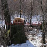 Un bărbat care tăia un copac a murit lovit de o creangă
