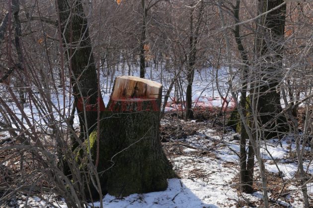 Un bărbat care tăia un copac a murit lovit de o creangă