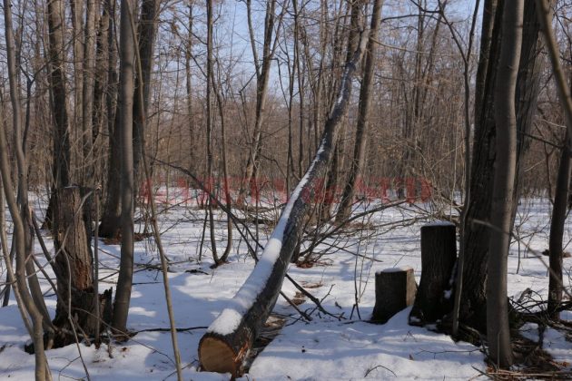 A fost strivit de copacul pe care-l tăia