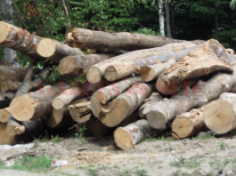 A fost întocmit un dosar penal pentru săvârşirea infracţiunilor de tăiere ilegală și sustragere de arbori