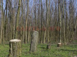 Cercetat pentru furt de lemne din pădure (Foto: Arhiva)