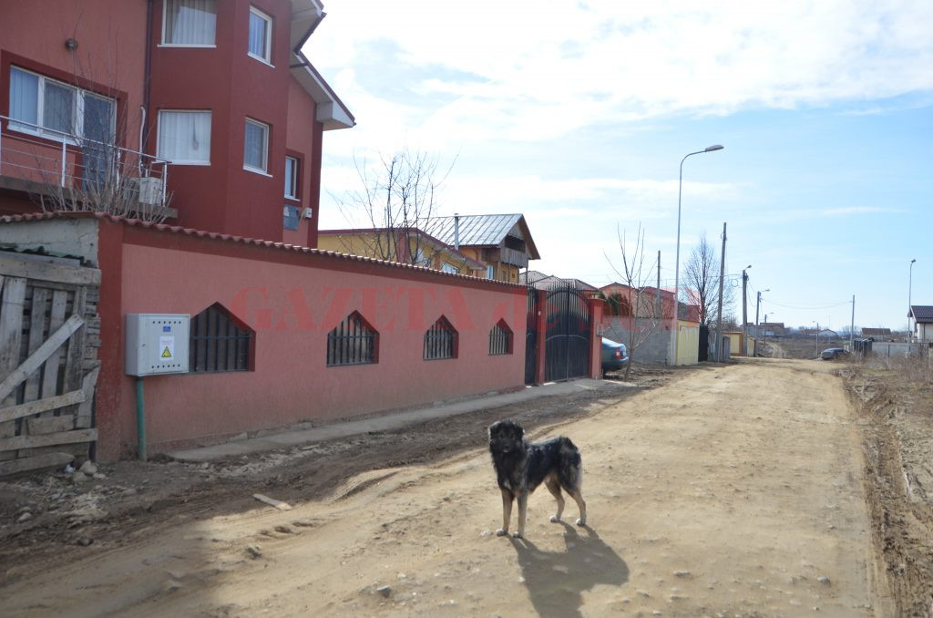 Din zona cartierului Veterani din Craiova au fost capturați anul acesta 16 câini fără stăpân