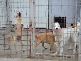 Salubritatea a primit gestionarea câinilor fără stăpân, la renumărarea voturilor din Consiliul Local Craiova