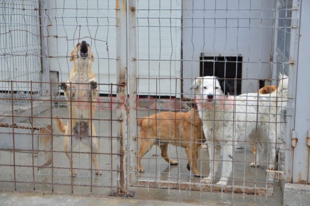 Salubritatea a primit gestionarea câinilor fără stăpân, la renumărarea voturilor din Consiliul Local Craiova
