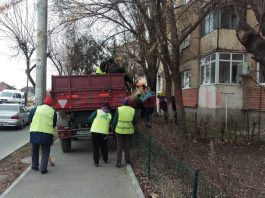 Salubrizarea și întreținerea spațiilor verzi din Craiova a costat bugetul local peste zece milioane de euro