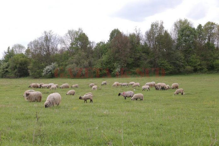 De acum înainte, crescătorii de ovine vor putea să-şi păşuneze animalele în orice perioadă a anului (Foto: Arhivă GdS)