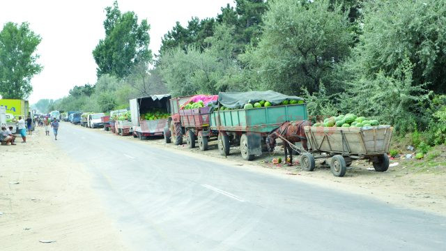 Pe strada Caracal din Dăbuleni, producătorii de pepeni verzi îşi aşteaptă clienţii cu marfa încărcată în căruţe, remorci ori maşini (FOTO: Claudiu Tudor)