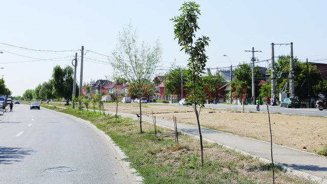 Copacii au fost plantați din proprie inițiativă de localnici pe spațiul verde de pe strada Râului (Foto: Lucian Anghel)