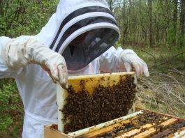 Sprijinul financiar pentru apicultori va ajunge la 60 de milioane lei în 2022