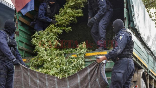 Aproximativ două tone de plante de canabis au fost ridicate de oamenii legii în urma acțiunii de vineri