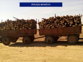 Acţiune a poliţiştilor olteni pe linia prevenirii și combaterii faptelor ilicite privind transportul de material lemnos