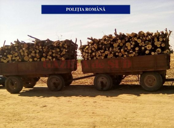 Acţiune a poliţiştilor olteni pe linia prevenirii și combaterii faptelor ilicite privind transportul de material lemnos