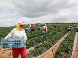 Ministrul italian al agriculturii, Teresa Bellanova, cere României muncitorii sezonieri