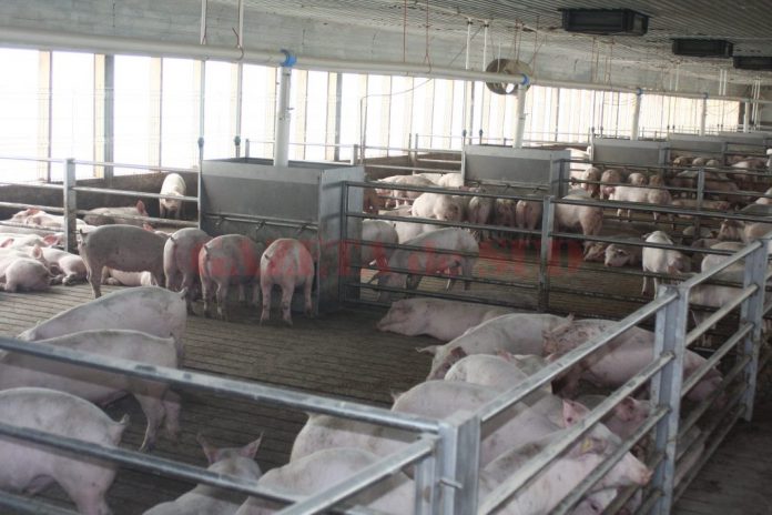 Procurorii DNA au stabilit că infracțiunile au fost comise cu ocazia implementării unui proiect pentru construirea unui complex de porcine