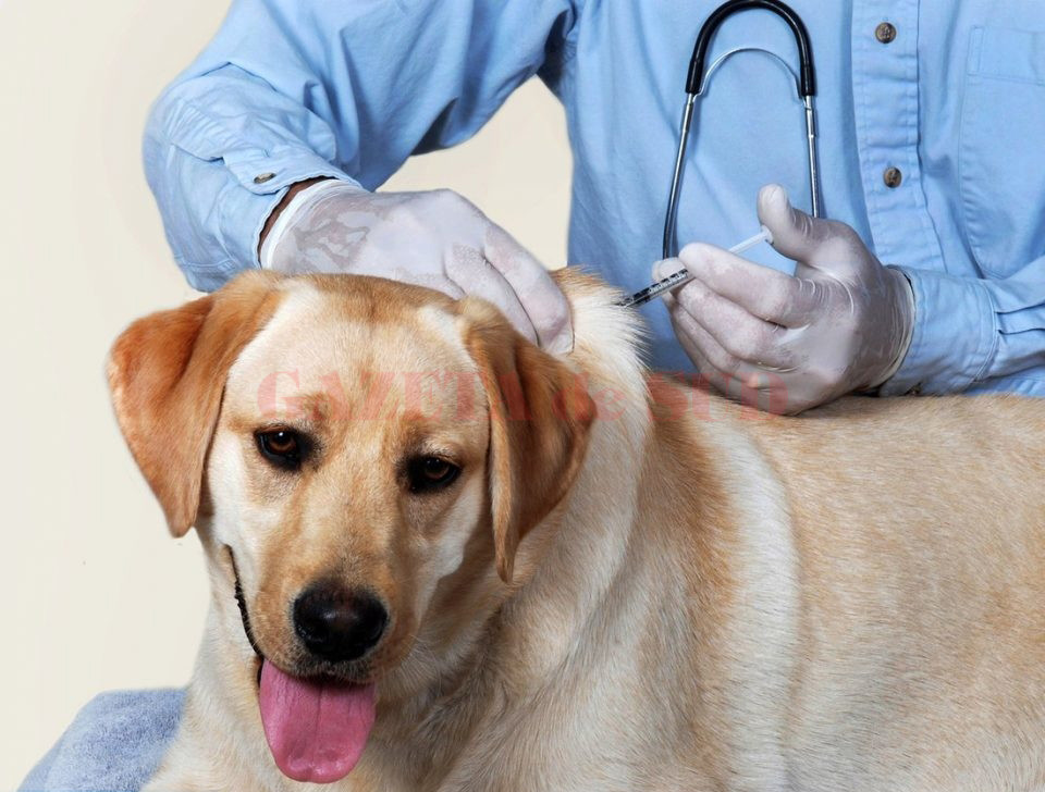 Medicii veterinari din județul Dolj au demarat campania de vaccinare antirabică la câini