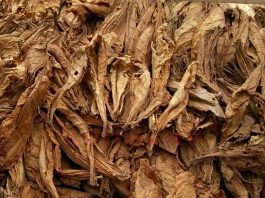 Inspectorii antifraudă au confiscat 11.138 kg de tutun brut, provenit din Bulgaria, de la începutl lunii septembrie.