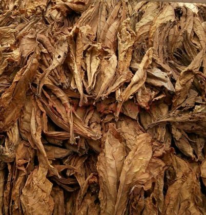 Inspectorii antifraudă au confiscat 11.138 kg de tutun brut, provenit din Bulgaria, de la &icirc;nceputl lunii septembrie.