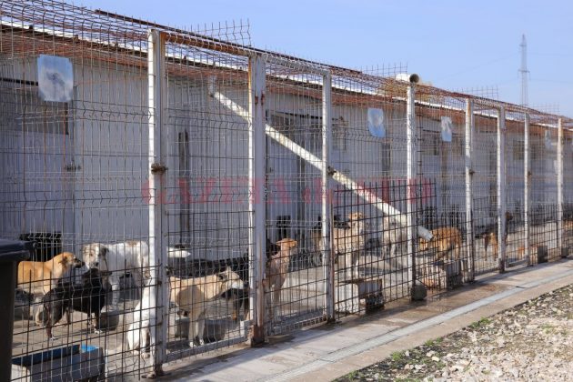 Salubritatea își extinde serviciile: vrea să se ocupe mai mult de toate animalele de companie