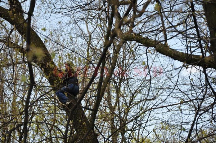 Ciorile din Parcul Central nu pot fi alungate