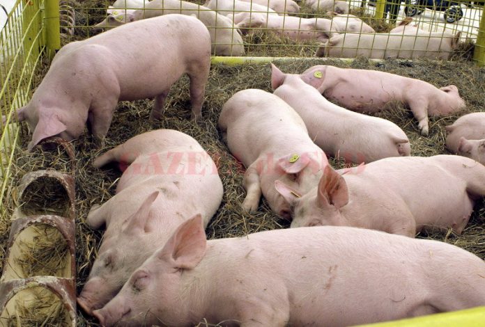 Crescătorii de porci din judeţ nu au acces la programul guvernamental