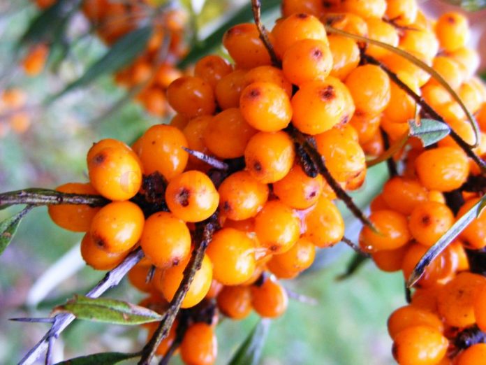 Cătina: miraculosul ginseng românesc