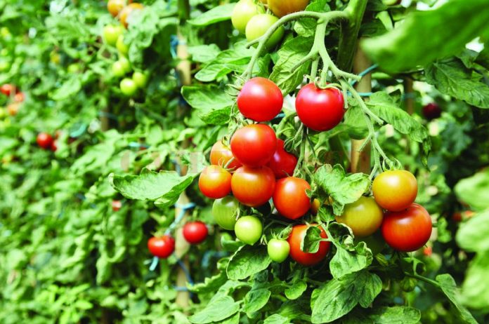 tomate subventii