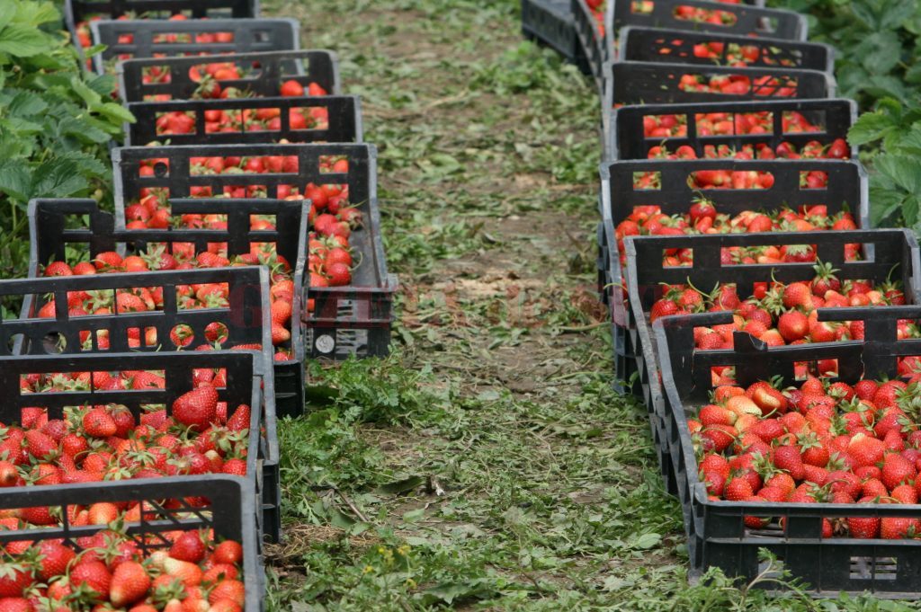 900 de locuri de muncă la cules de fructe în Spania