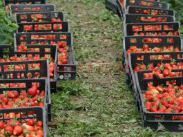 Spania oferă 900 locuri de muncă în agricultură la recoltare fructelor: căpșuni, zmeură, mure și afine