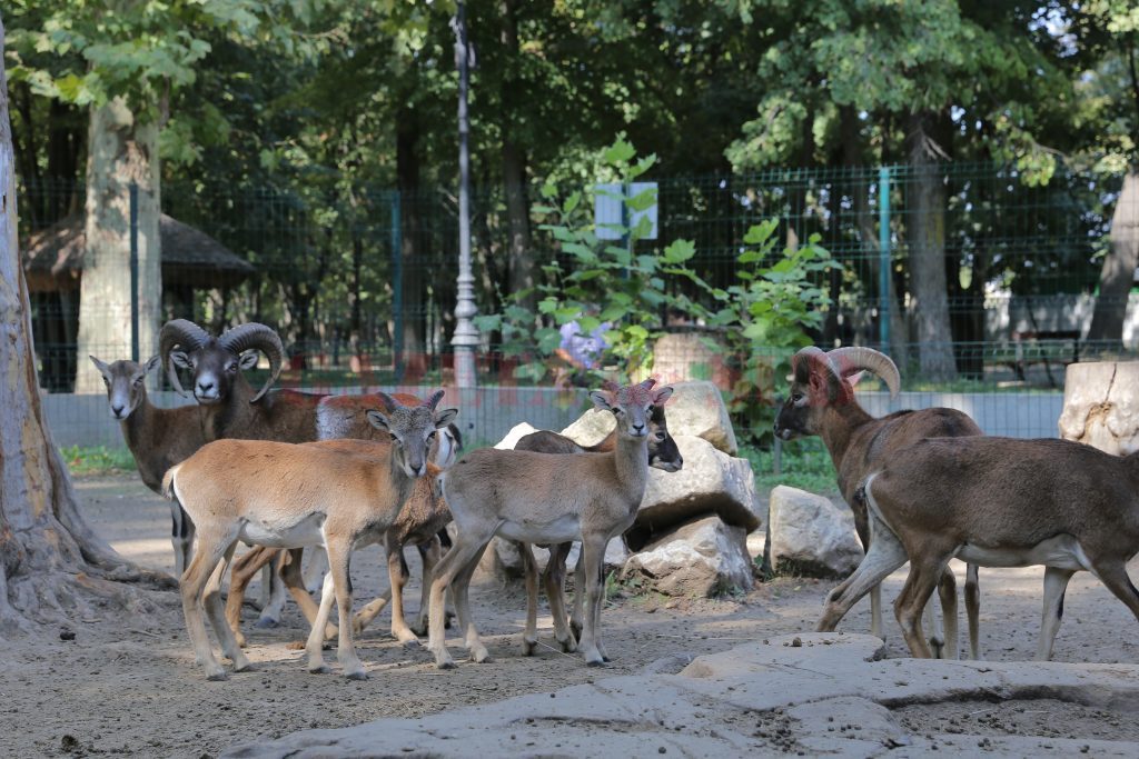 Grădina Zoologică