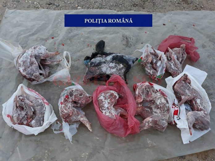 Poliţiştii doljeni spun că, în urma percheziţiilor, a fost descoperită o cantitate importantă de carne de vânat