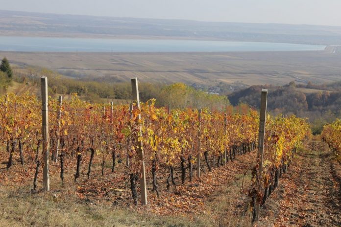 Podgoria Drăgăşaniului se întinde de-a lungul Oltului pe o lungime de 60 de kilometri şi o lăţime care variază între cinci şi 15 kilometri (Foto: Lucian Anghel)