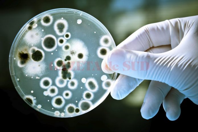 how-bacteria-work-orig