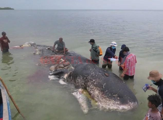 image-2018-11-20-22822409-41-casalot-mort