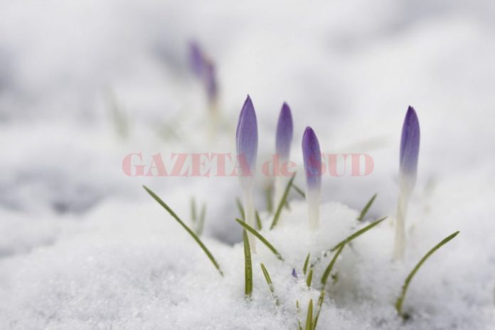 crocus-snow-1024x682-1200x799_c