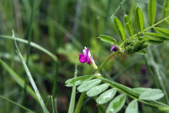 Prognoza meteo pe următoarele două săptămâni în Oltenia